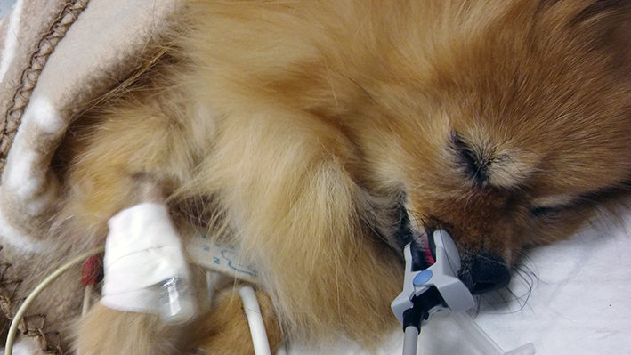 Risveglio di un cane da un'anestesia endovenosa